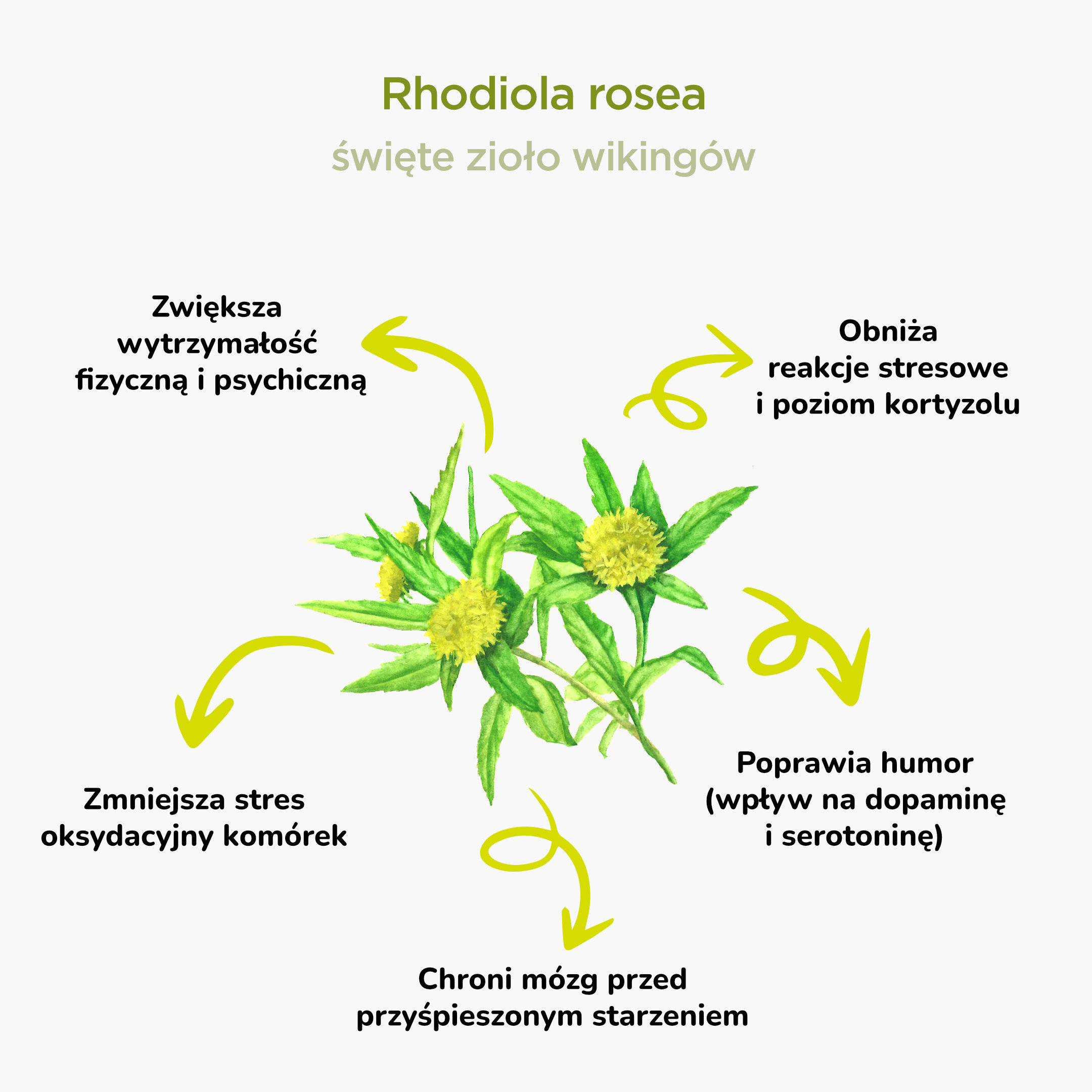BrainMax Pure Rhodiola Rosea, tinktura 1:3, 100 ml Obrázek