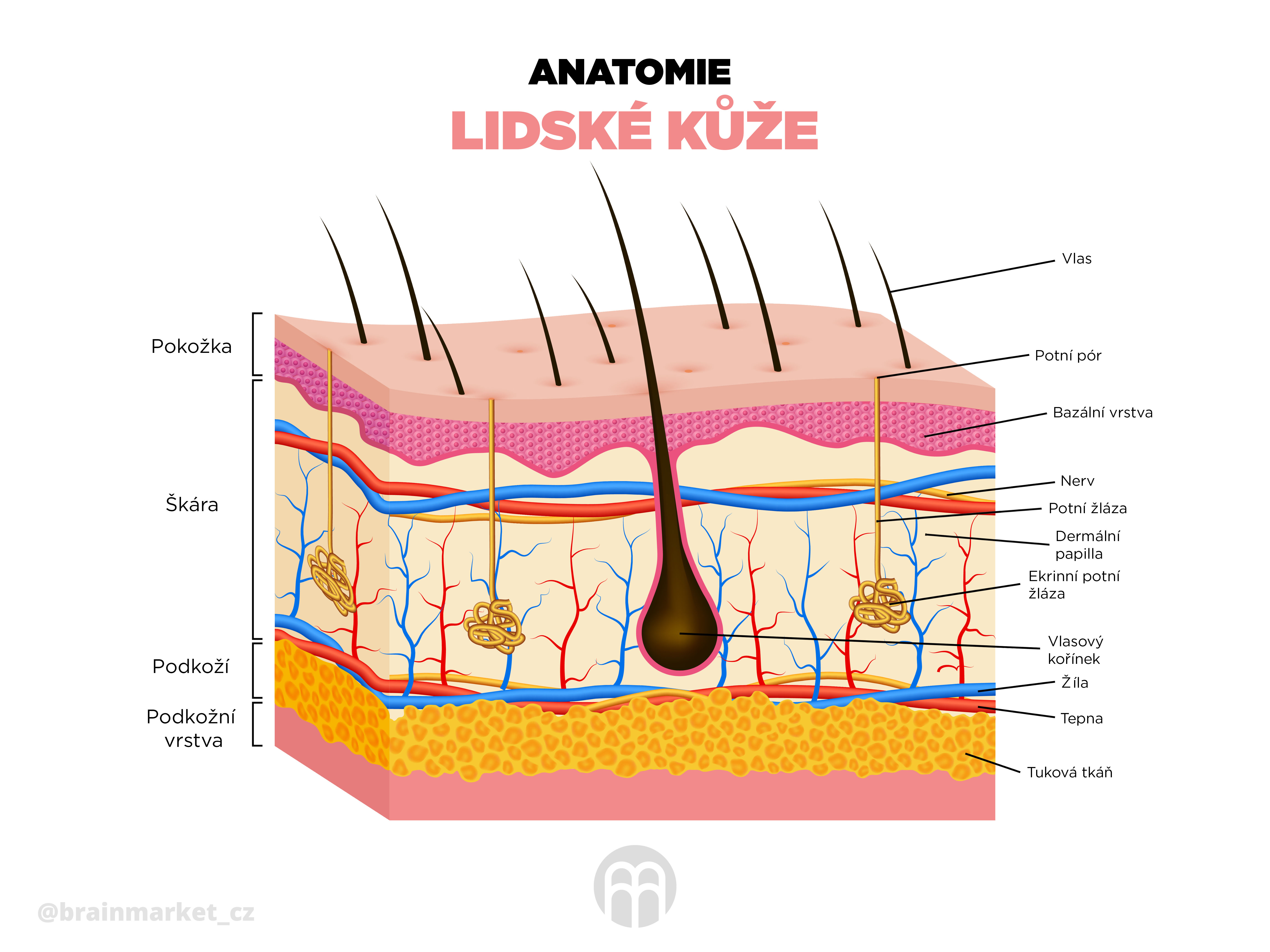 Blight Red light panel BrainLight 300 START, NO FLICKER Obrázek