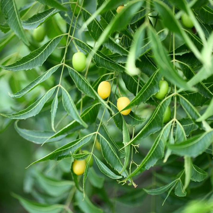 Ecce Vita EcceVita Neem Oil, 100ml Obrázek