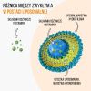 26145 10 brainmax immunizer 60 kapsulek roslinnych