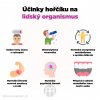 ucinky horciku na lidsky organismus infografika brainmarket cz