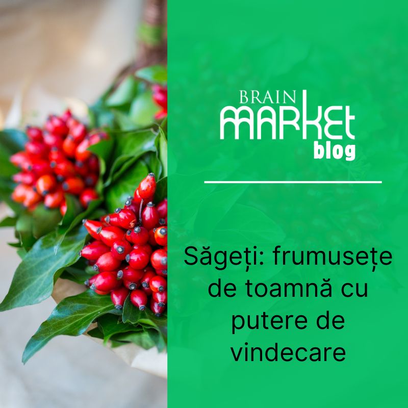Măceșe: Frumusețea de toamnă cu putere vindecătoare