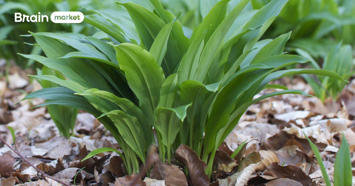 Aurul verde al primăverii: Descoperiți magia usturoiului sălbatic