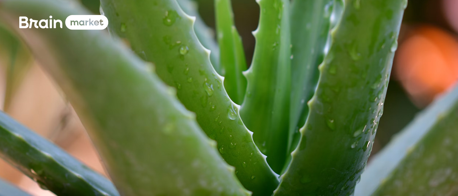 Aloe vera: Îngrijire naturală pentru întregul corp atât intern, cât și extern