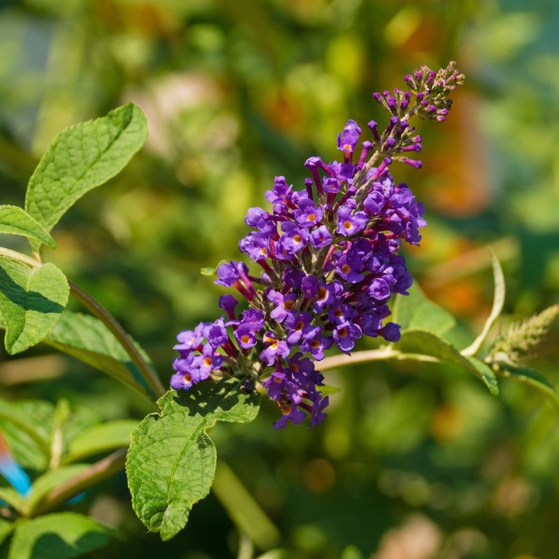 Chaste Berry (Vitex): plantă pentru confortul feminin