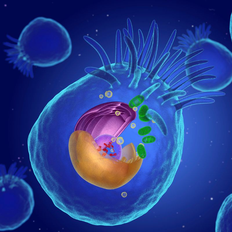 Secretul vitalității ascuns în mitocondrii