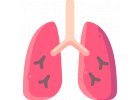 Plămâni (căi respiratorii)