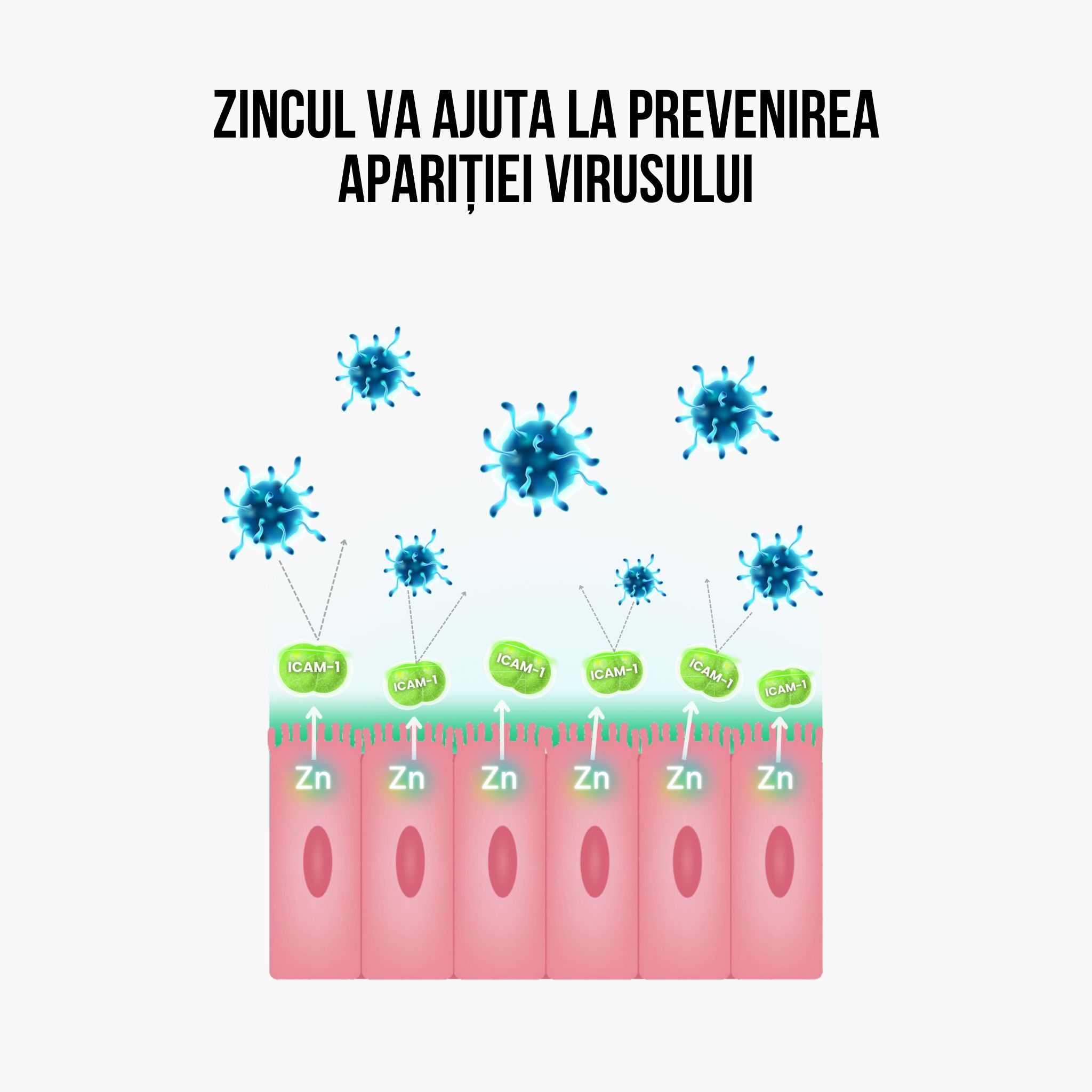 (Rumunština) zinek usazeni viru