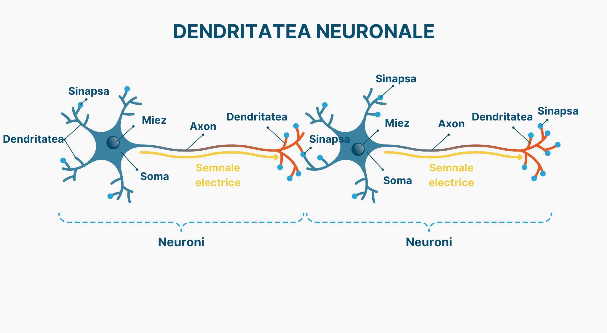 Samurai Focus neurony (sirka)