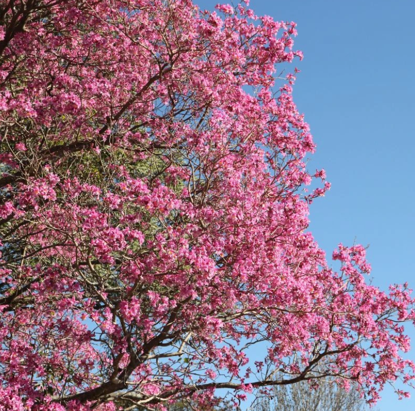 Rdeče lapacho: Čudežna skorja iz Južne Amerike