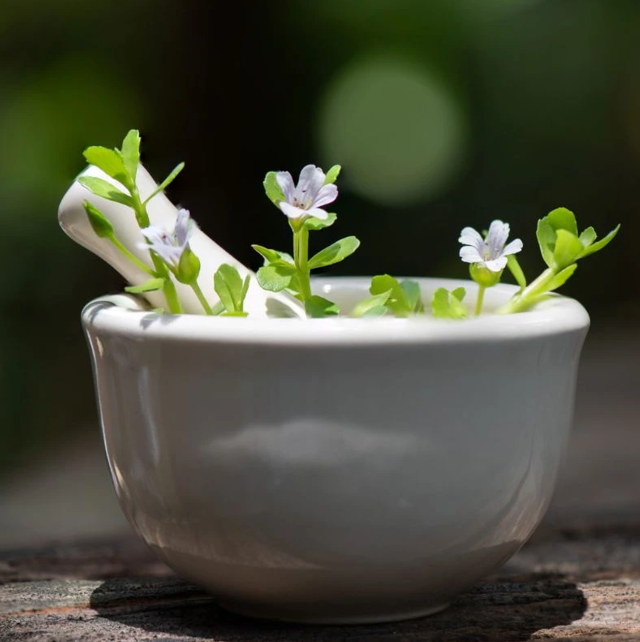 Bacopa Monnieri: naravna nega za spomin in koncentracijo