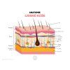 anatomie kuze infografika cz