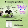 (Slovinština) BrainMax Grass fed kolagen