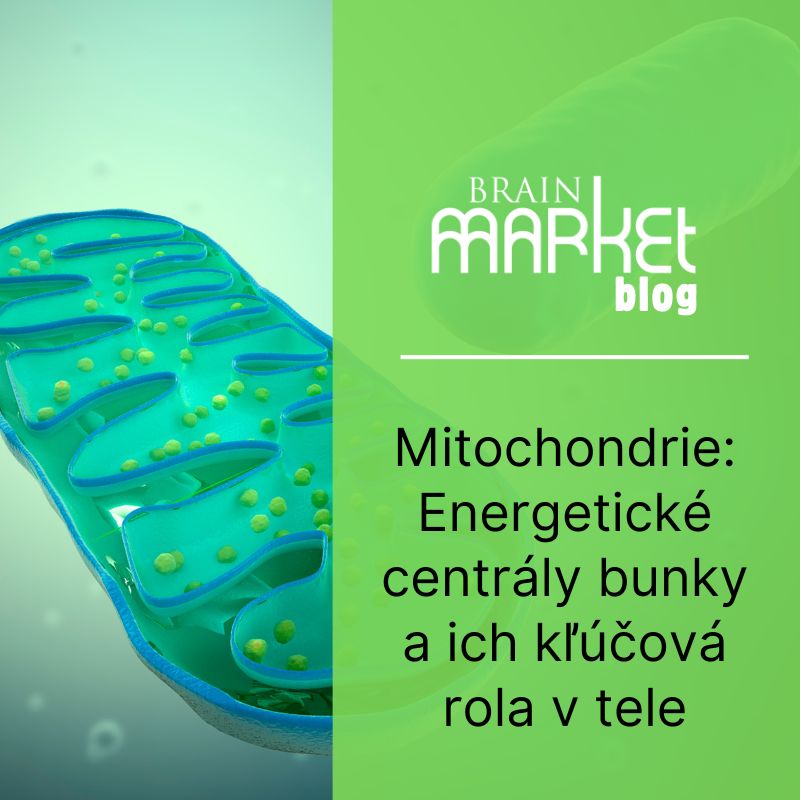 Mitochondrie: Energetické centrály bunky a ich kľúčová úloha v tele