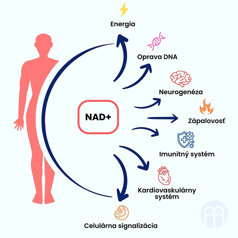NAD+: Vplyv na našu energiu, starnutie buniek aj kognitívne funkcie