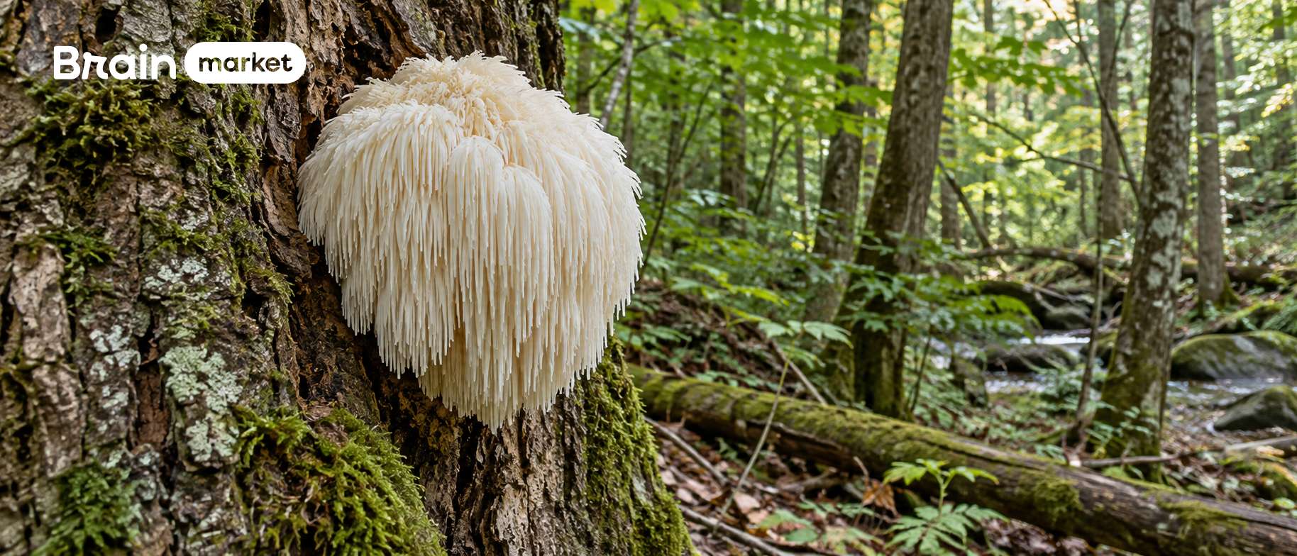 Ako spoznať kvalitné herícium (Lion's mane) a s čím ho kombinovať?