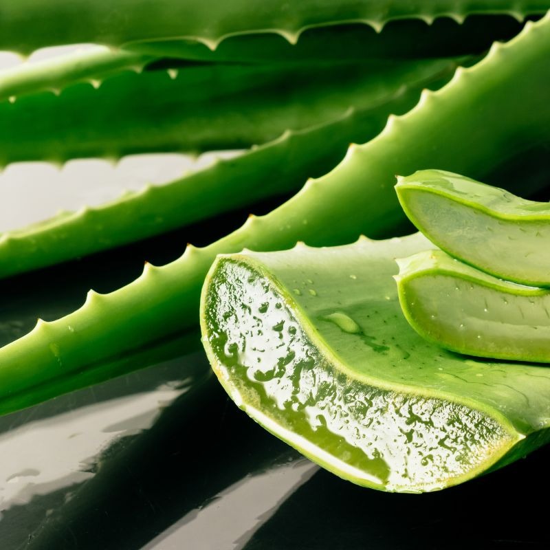 Aloe vera: Prírodná starostlivosť pre celé telo zvnútra aj zvonka