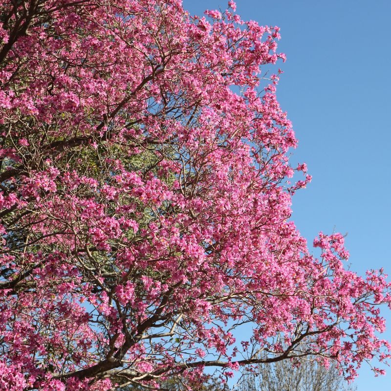 Rudé lapacho: Zázračná kôra z Južnej Ameriky