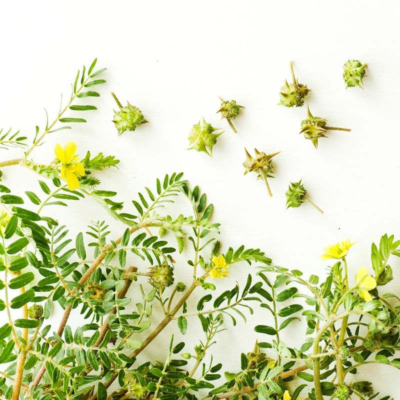 Tribulus terrestris: Podpora pohlavných orgánov a energie