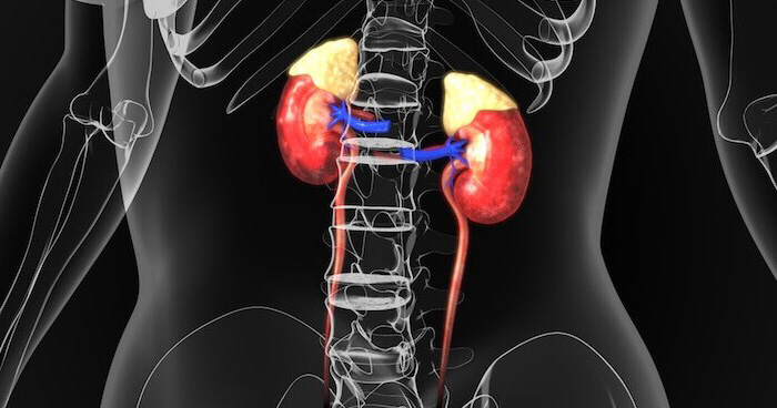 Adrenálna únava: Unavené nadobličky, prekliatie našej doby