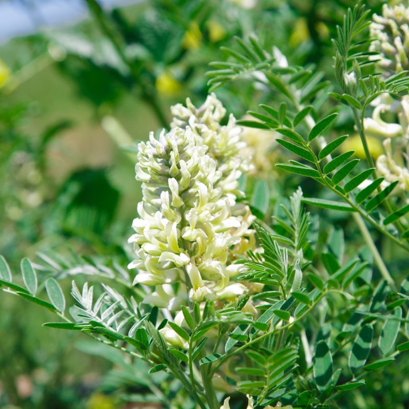 Astragalus alebo desiatka prínosov kozinca blanitého