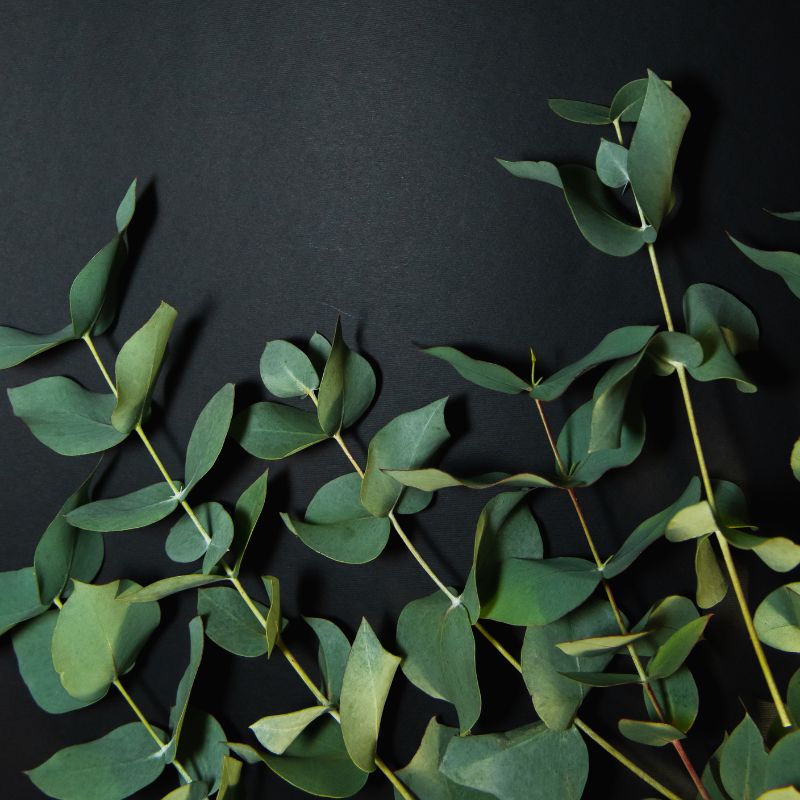 Eukalyptus: Symbol sviežosti, ktorý lieči a inšpiruje