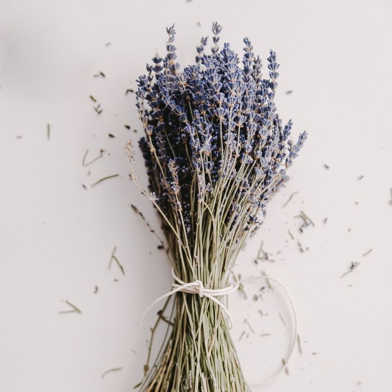 Levanduľa: Symbol Provence a klenot medzi rastlinami