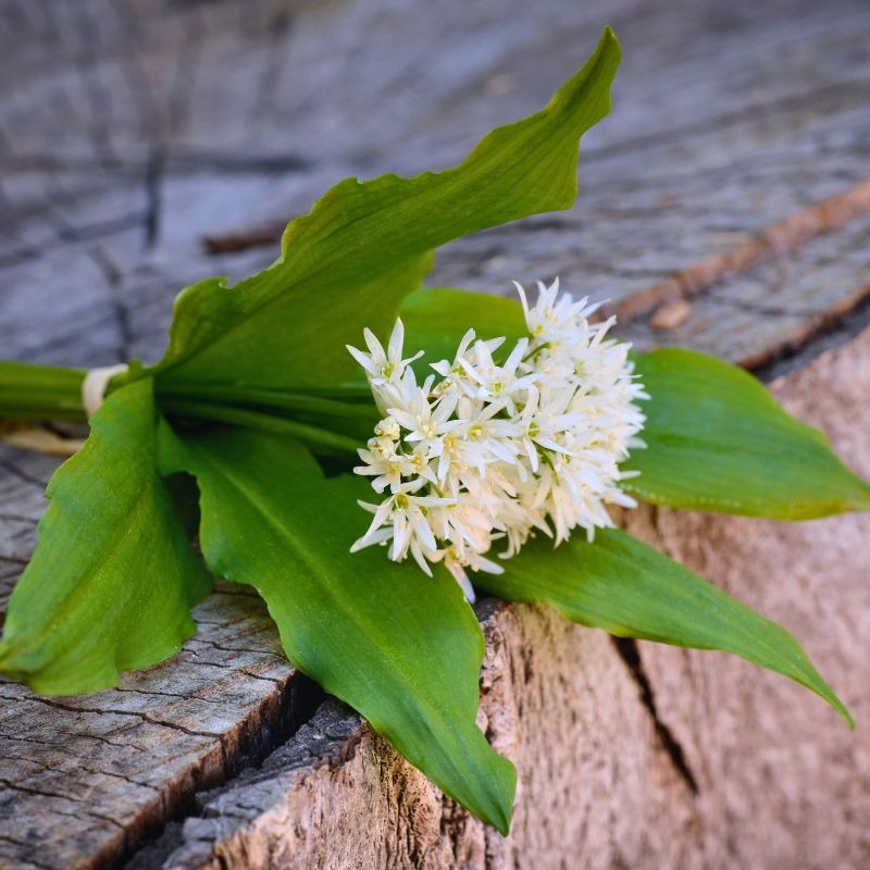 Zelené zlato jari: Objavte kúzlo medvedieho cesnaku