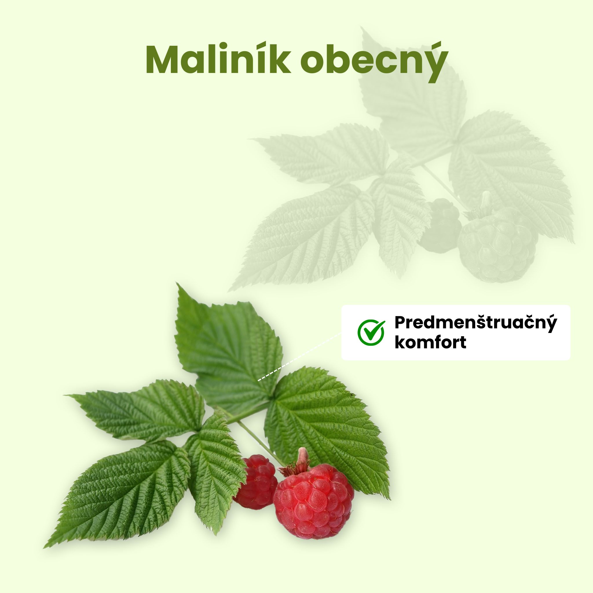 (Slovenčina) Malinik