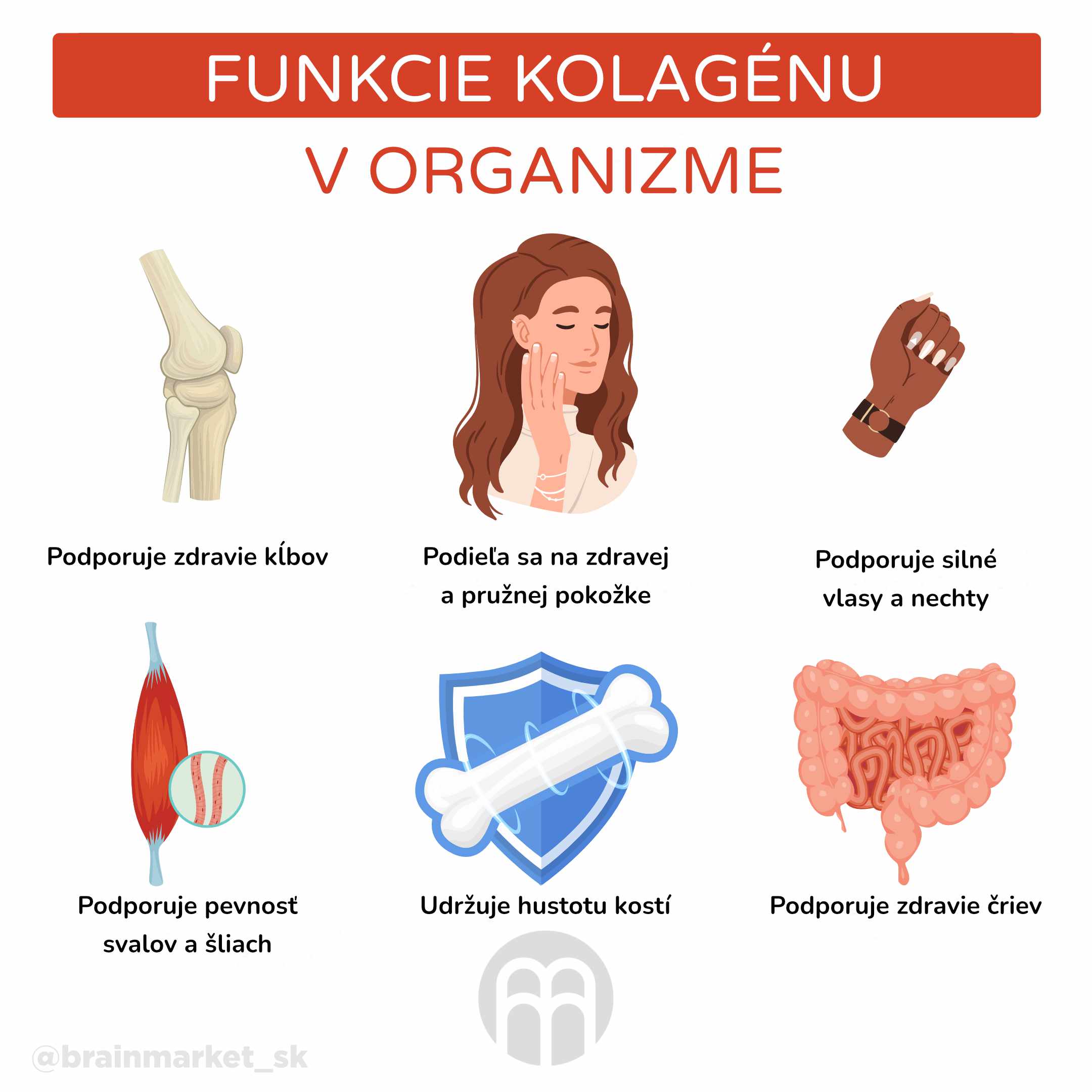 Funkce kolagenu v organismu_infografika_cz