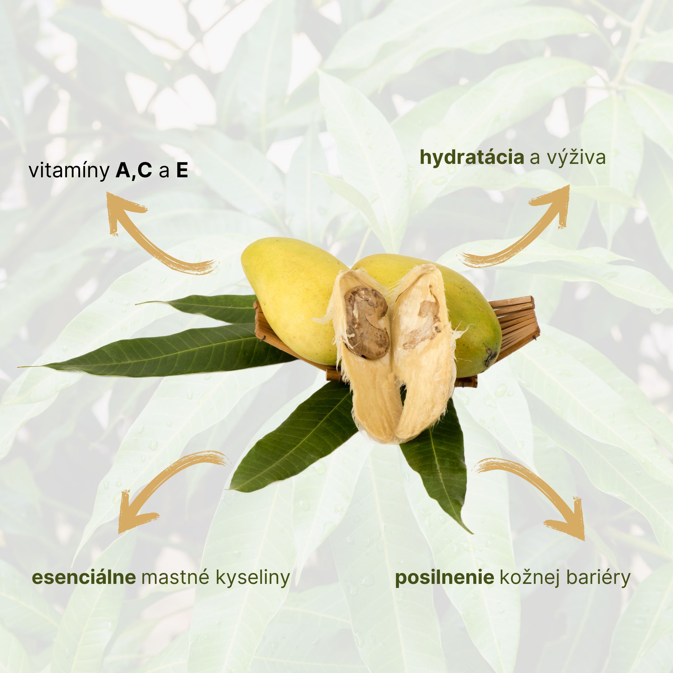 (Slovenčina) - 2024-08-14T130119.886