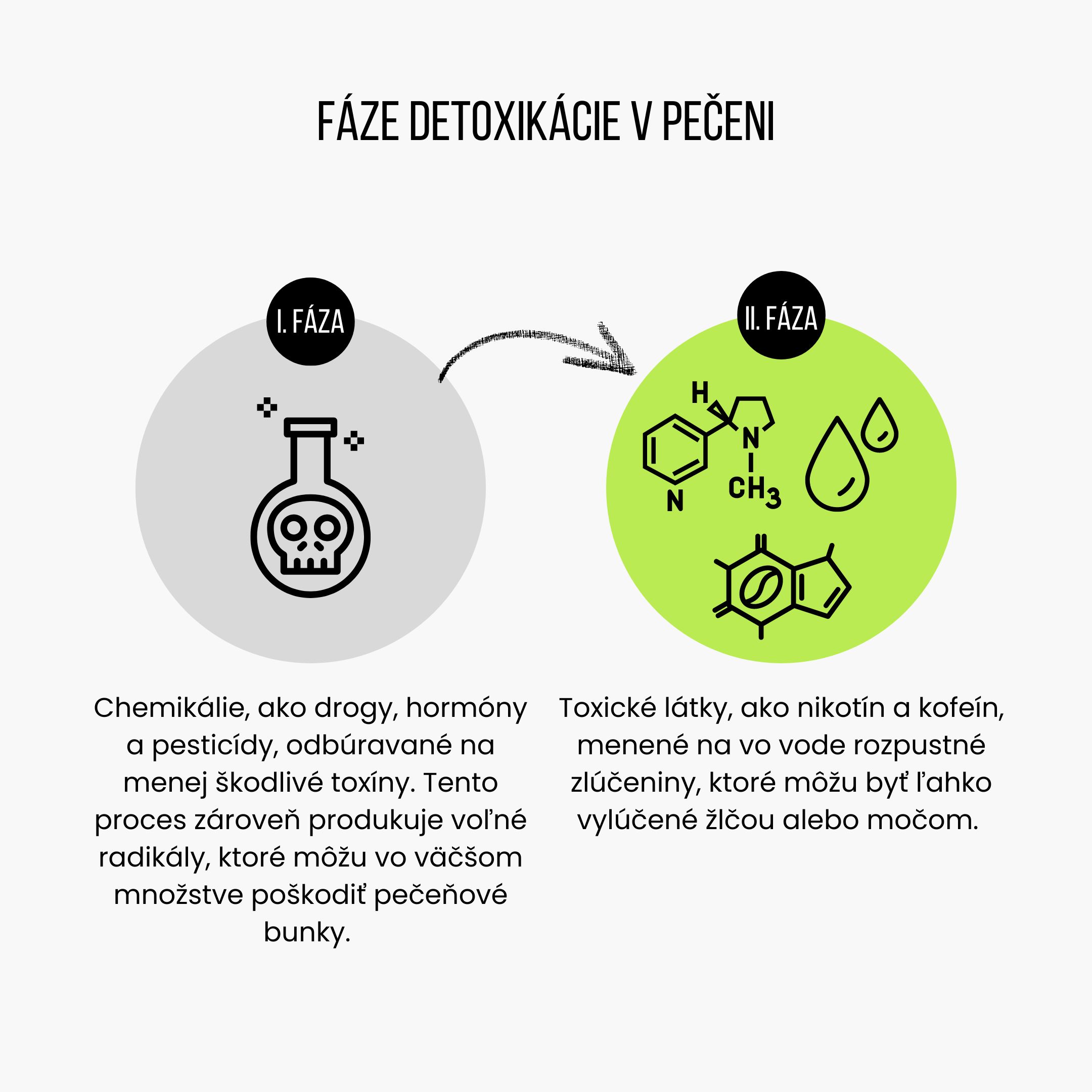 (Slovenčina) Fáze detoxikace v játrech