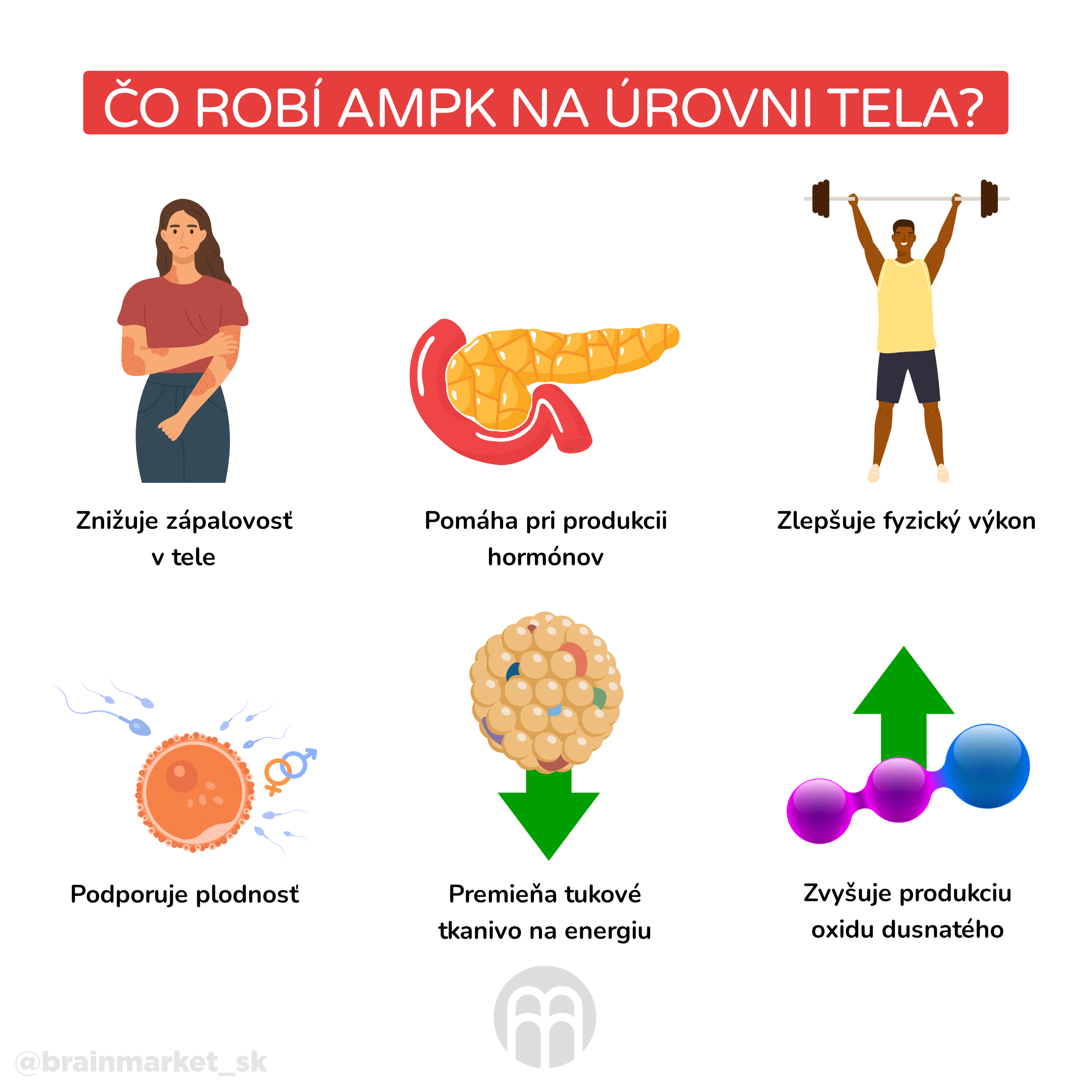 Co dělá AMPK na úrovní těla__infografika_cz_1