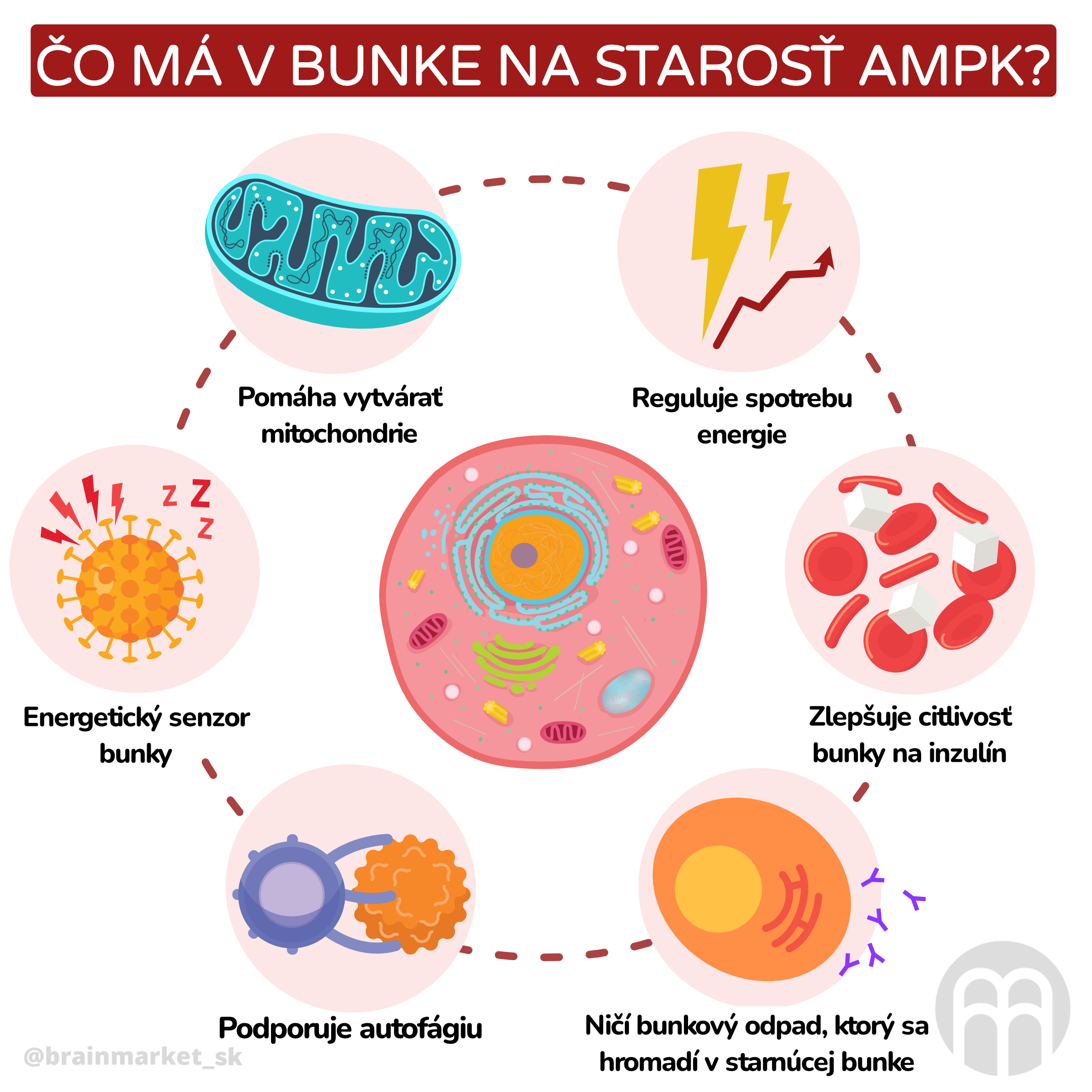 Co má v buňce na starost AMPK__inforgafika_cz