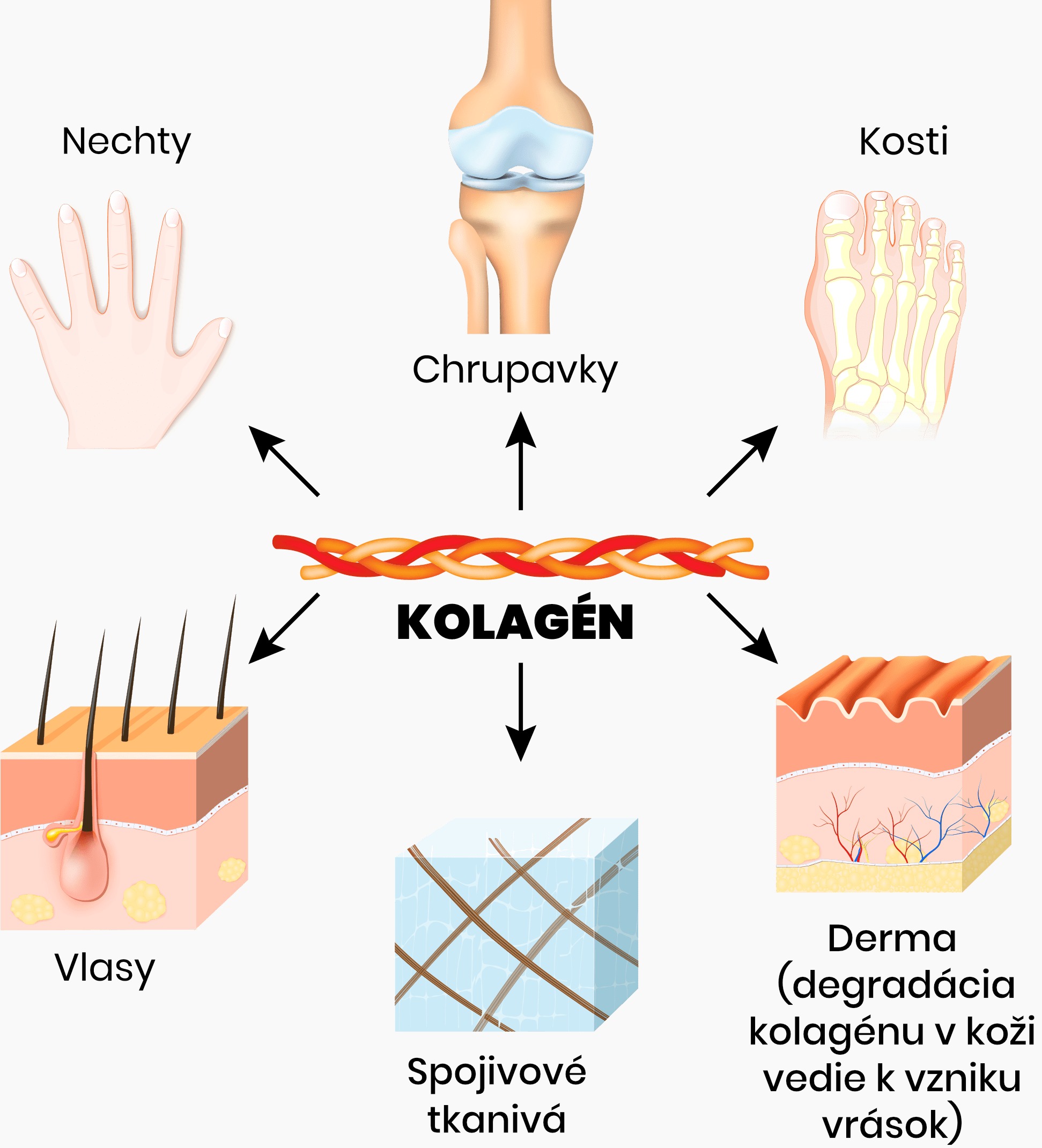 kolagen web1