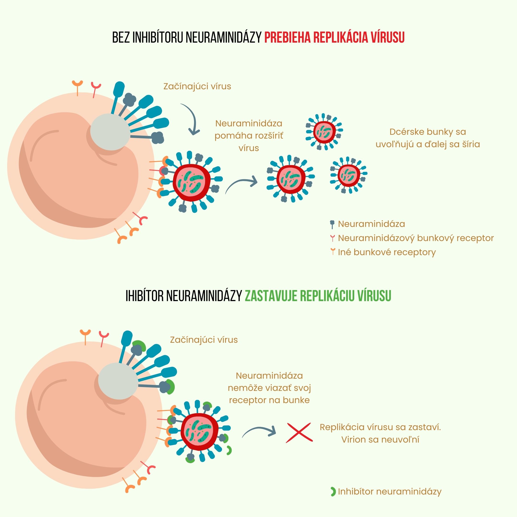 immunity booster produkt infografika3