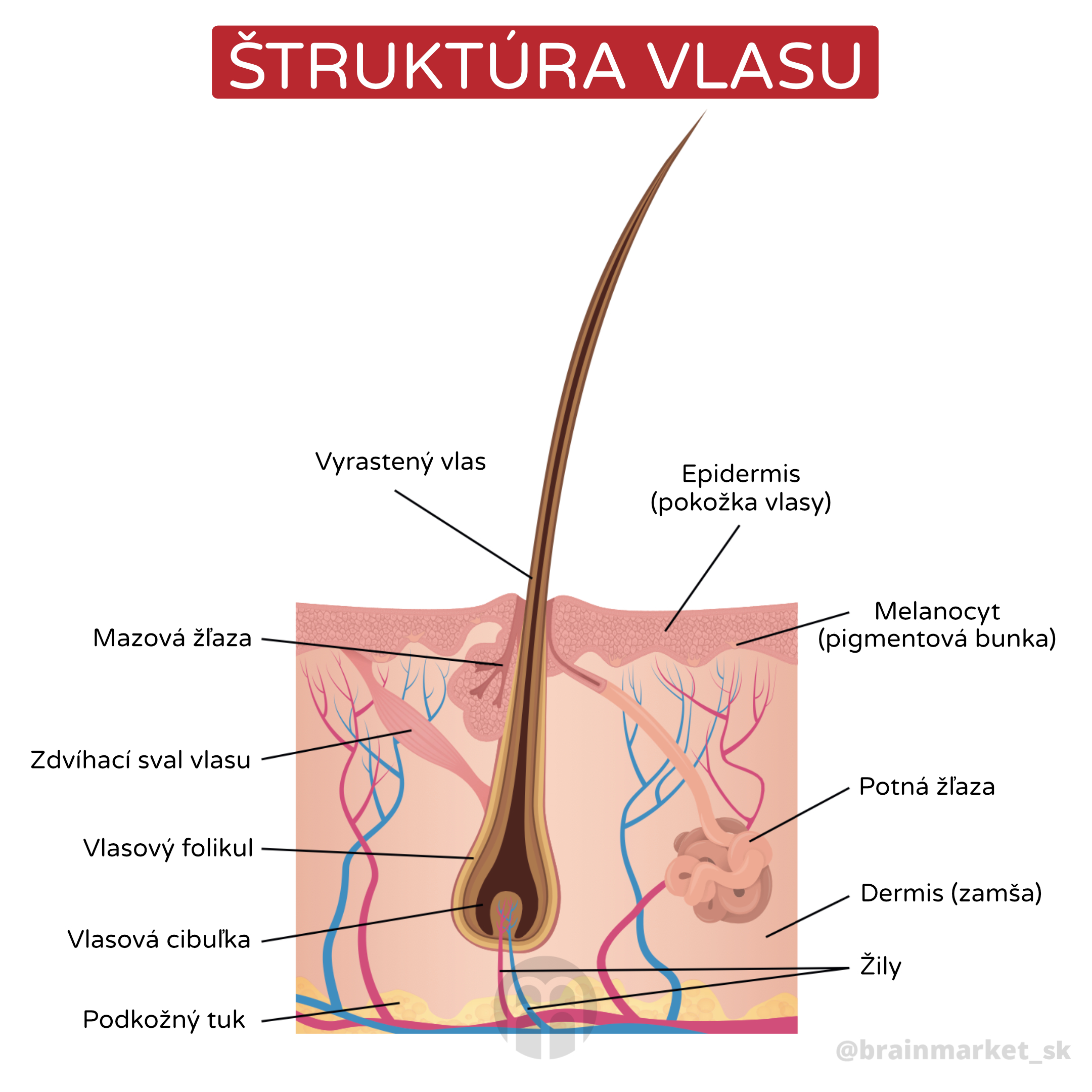 Struktura vlasu_ingrafika_cz