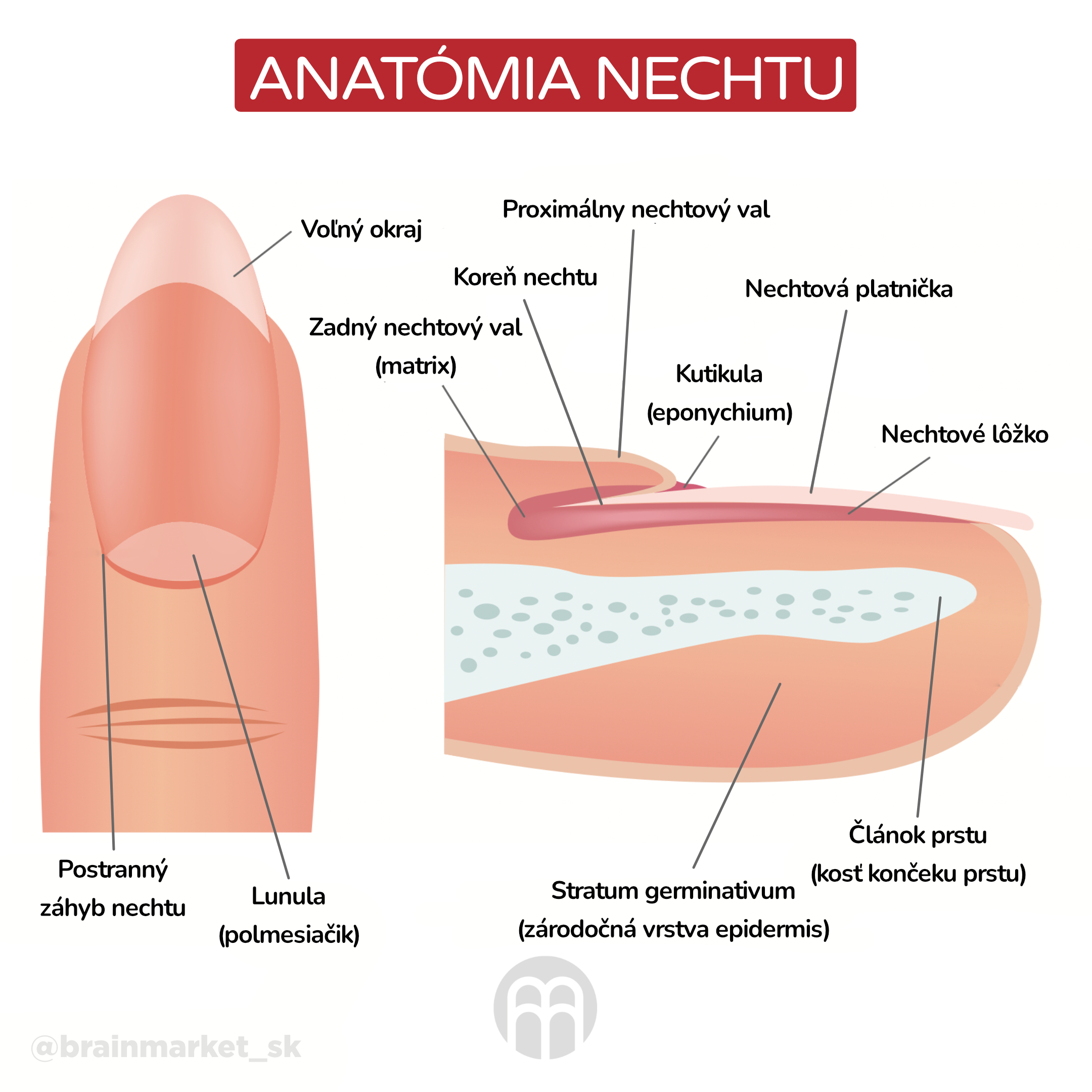 anatomie prstu_ingorfaika_cz