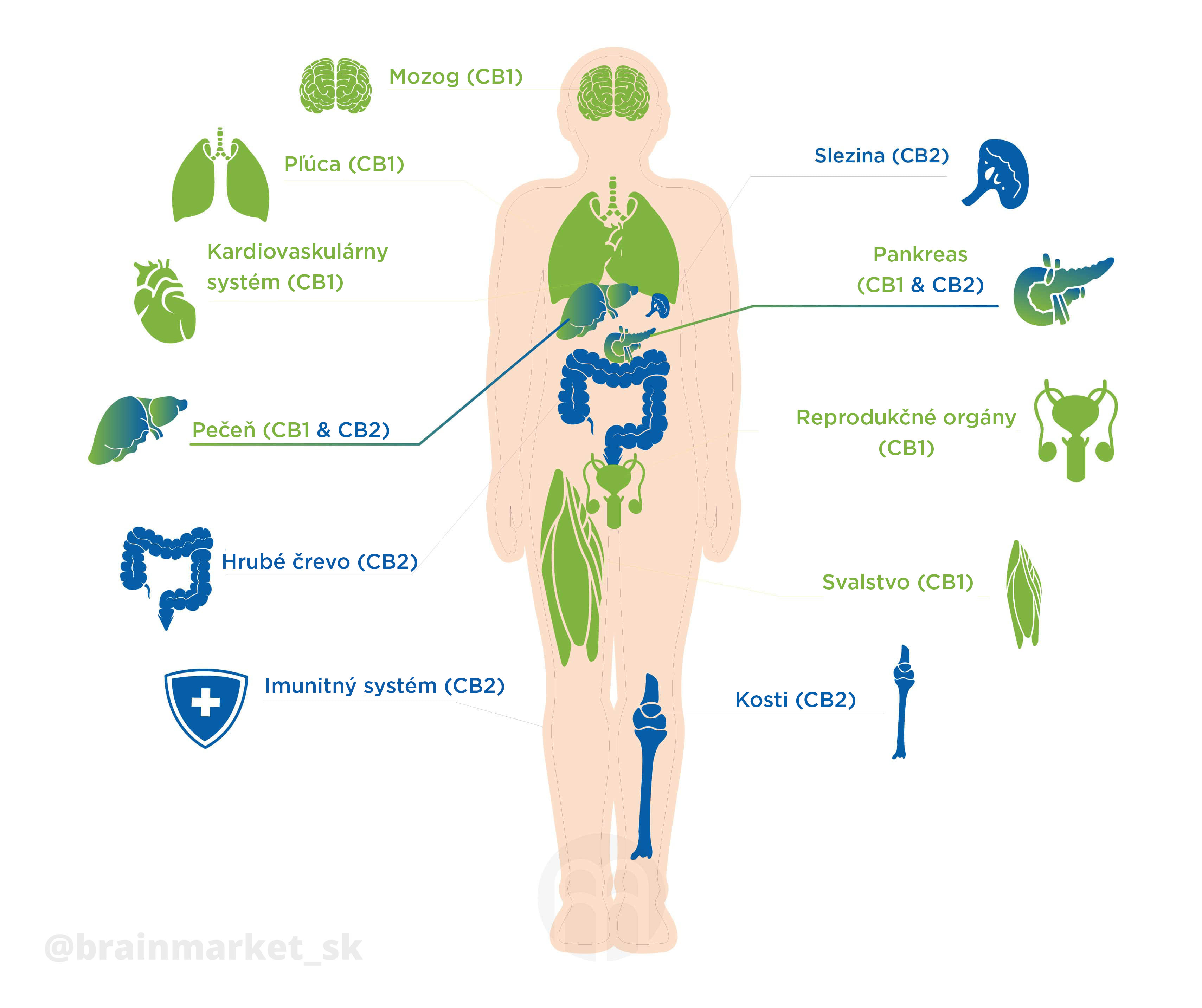 cb1-cb2-vyskyt-brainmarket-sk