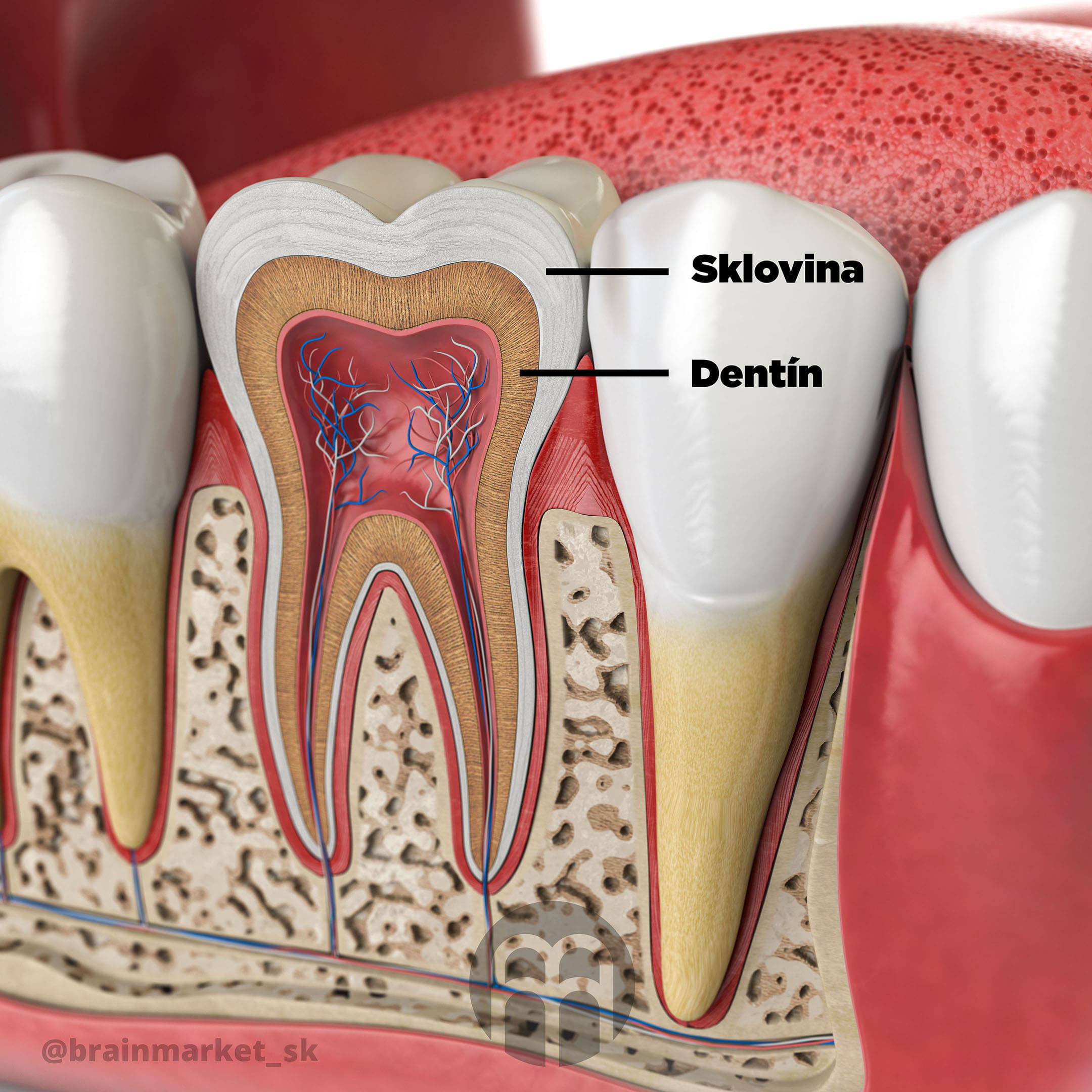 dentin_infografika_zuby_brainmarket_SK