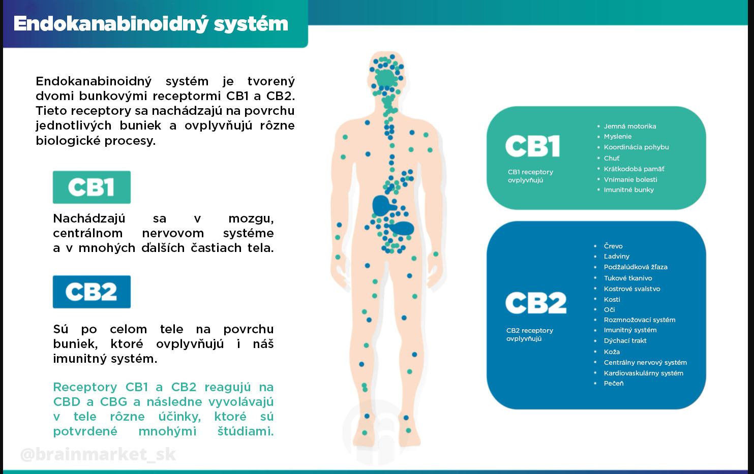 infografika endokanabinoidny systém