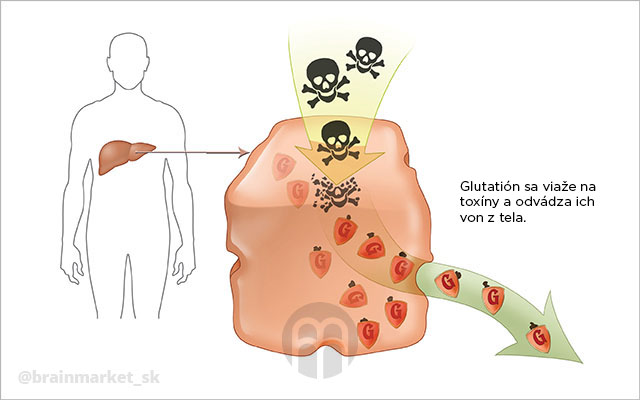 glutathion-detoxikace-infografika-brainmarket-sk