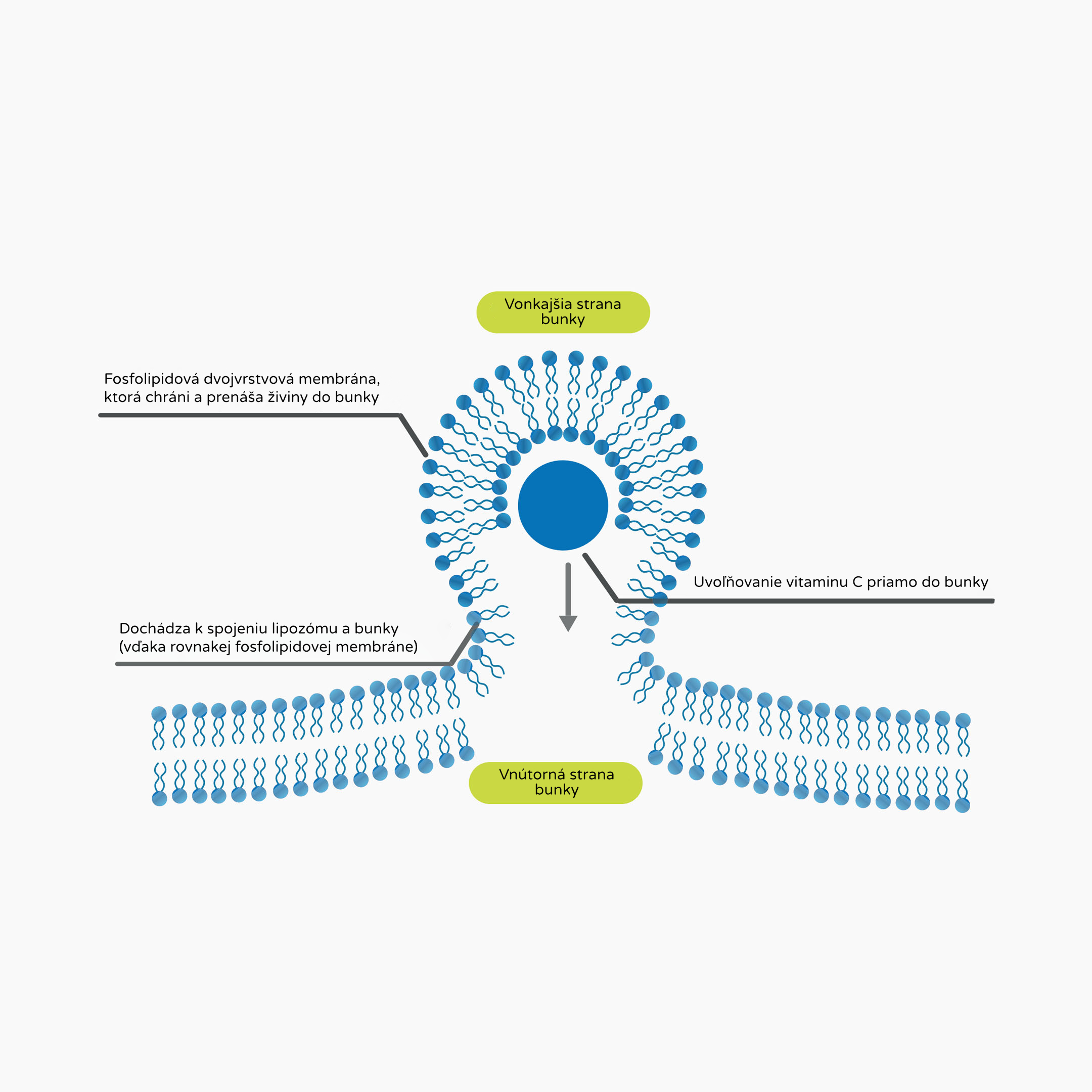 immunity booster produkt infografika