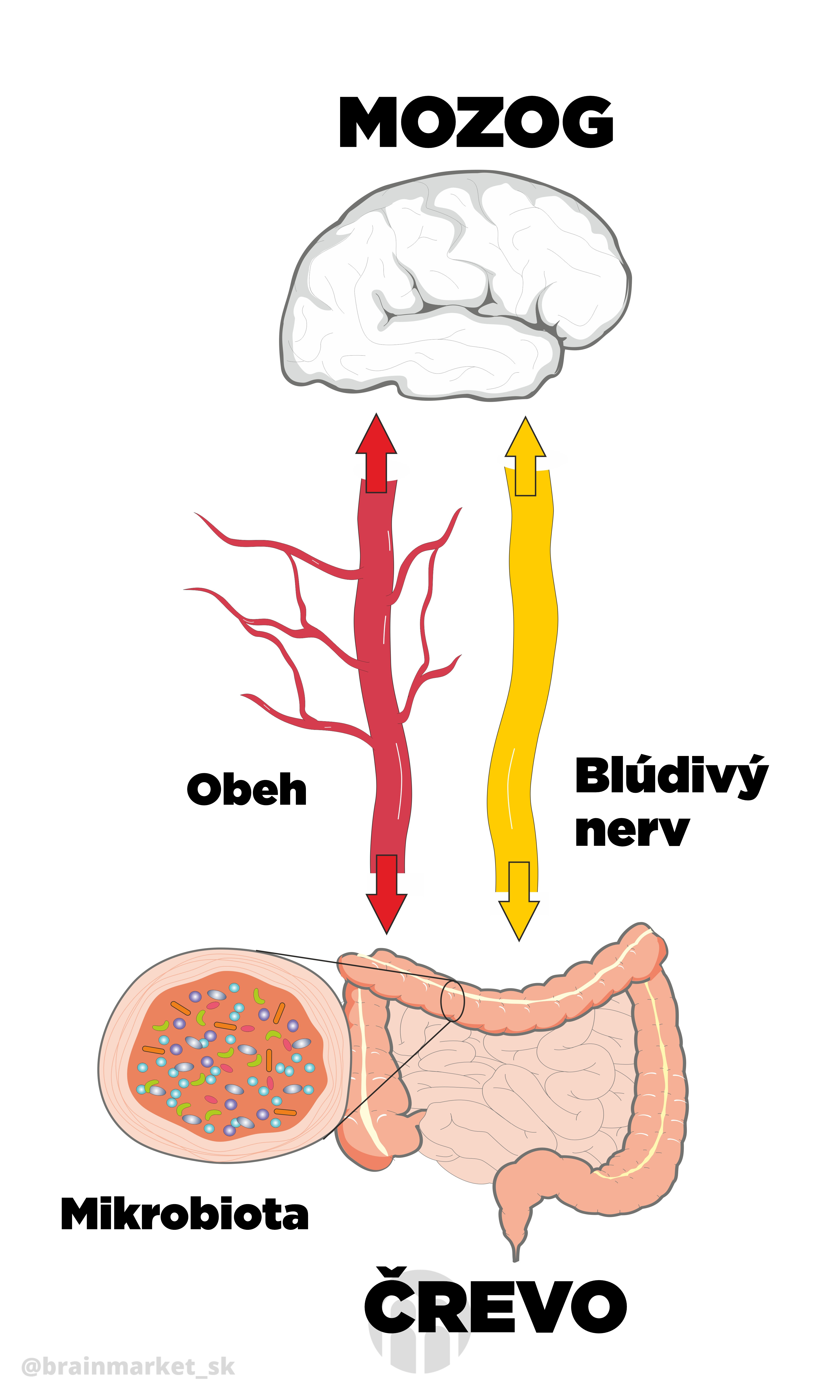 mikrobiota infografika brainmarket CZ