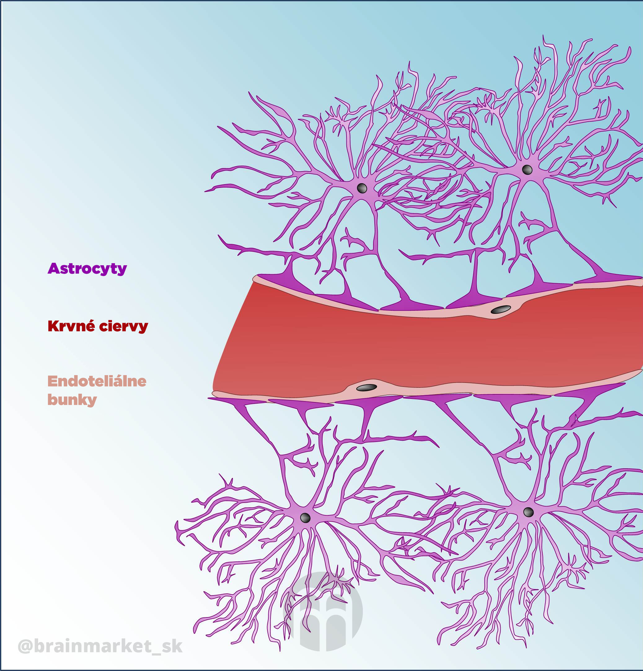 krevni_cevy_infografika_brainmarket_CZ