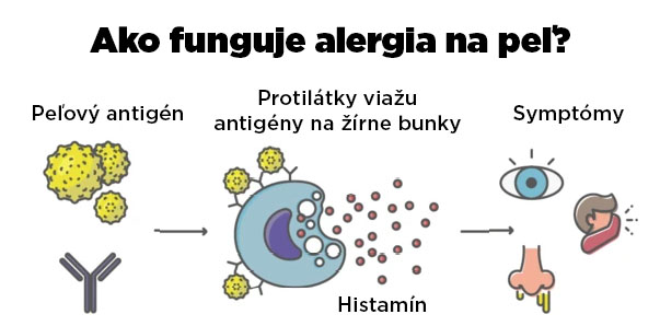 jak-funguje-alergie-na-pyl-brainmarket-sk