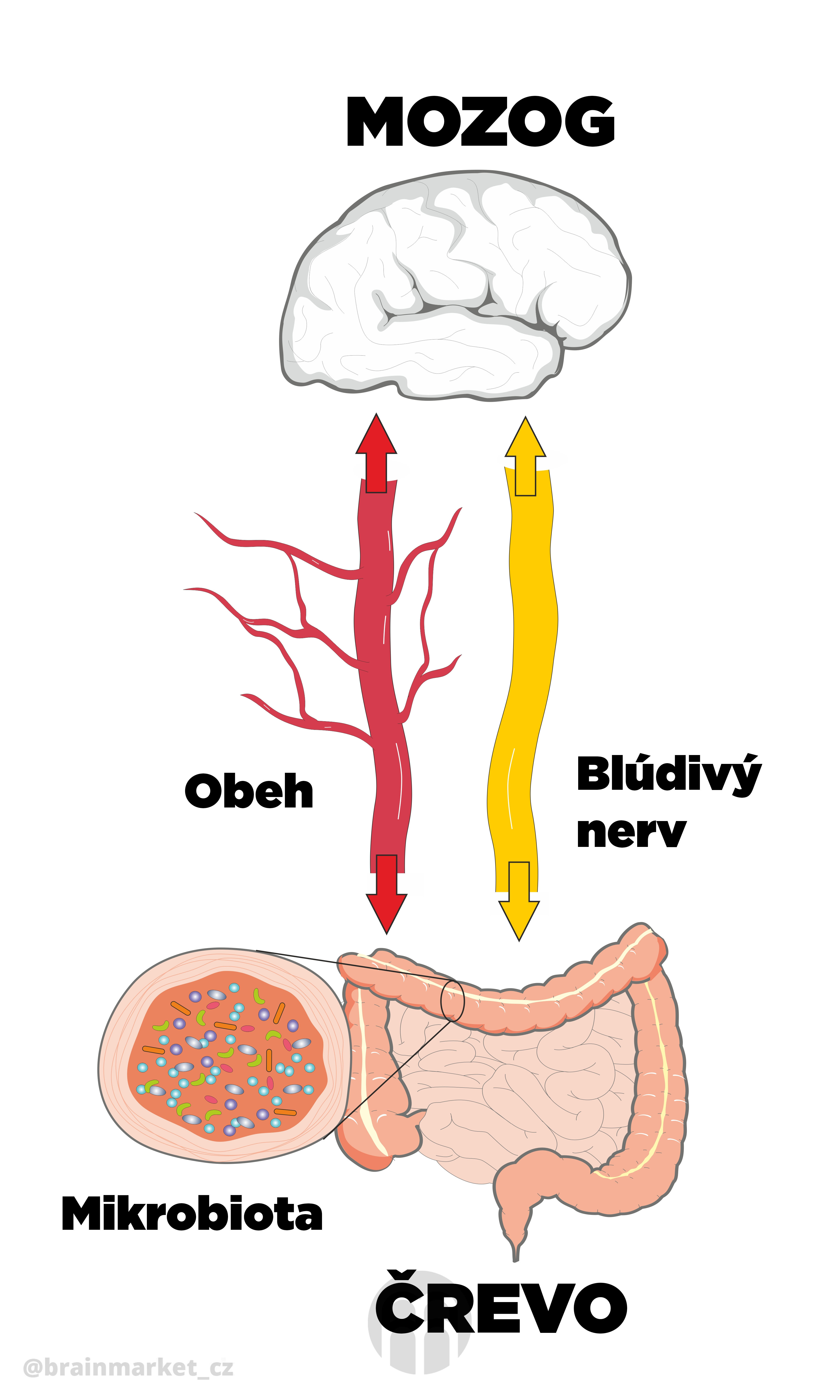 mikrobiota-infografika-brainmarket-sk