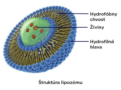 struktura-liposomu-infografika-brainmarket-sk