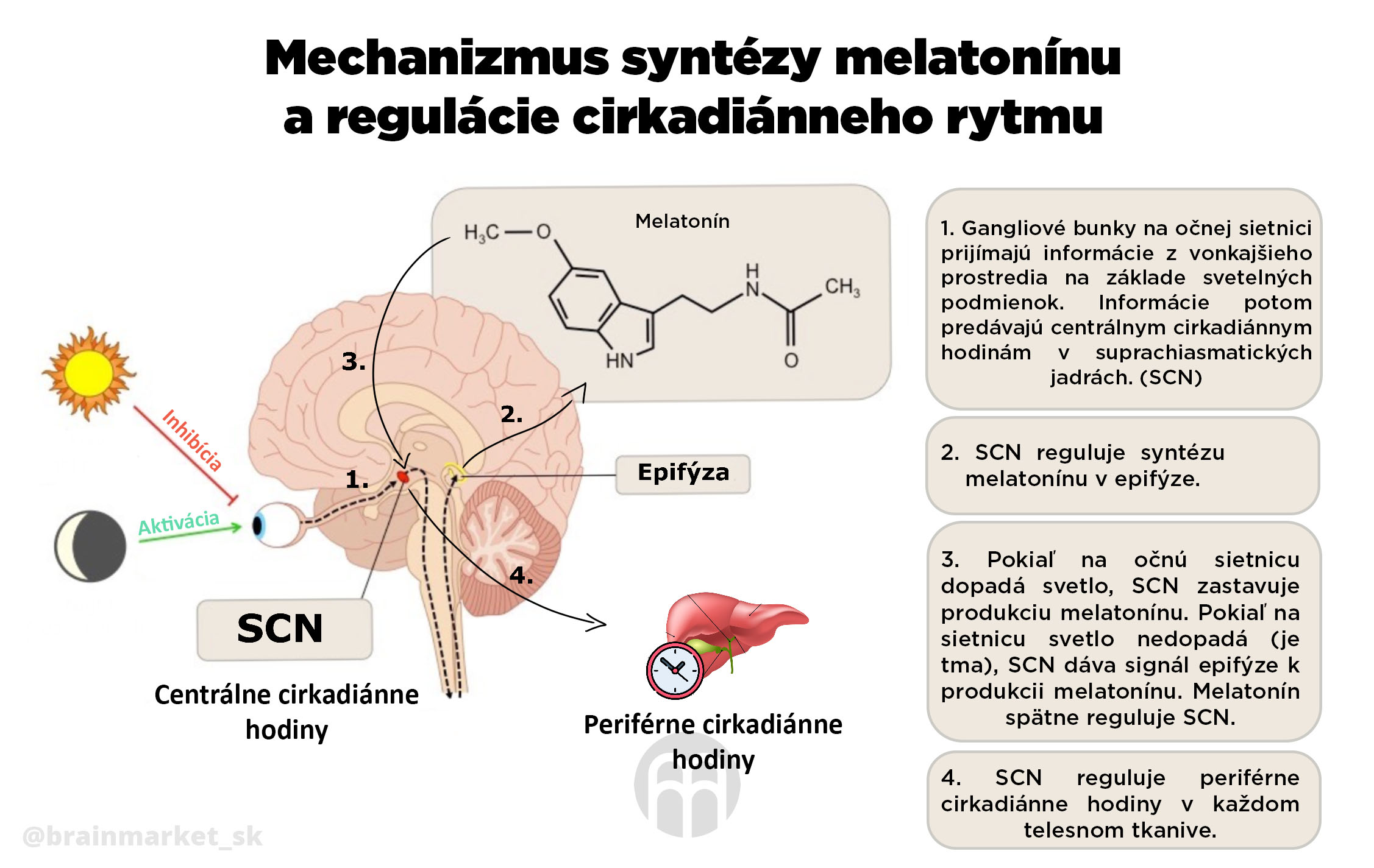 synteza_melatoninu_infografika_brainmarket_sk_1