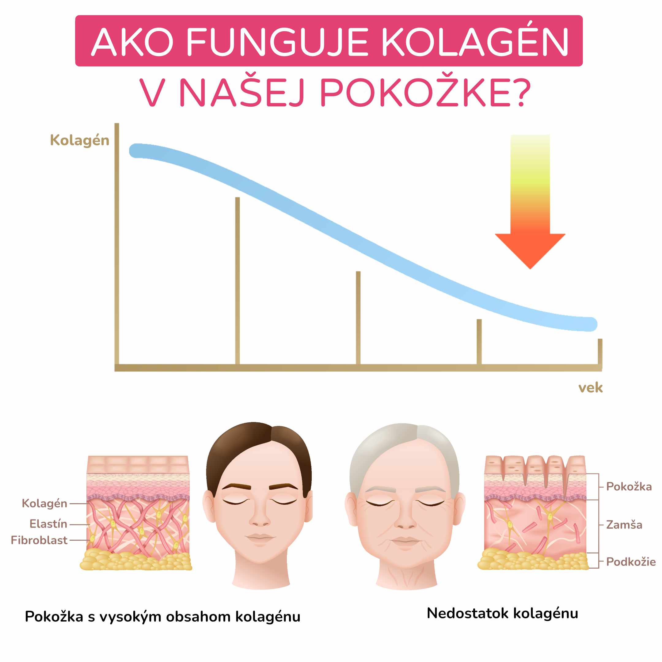 Jak funguje kolagen v naší pokožce__infografika_cz